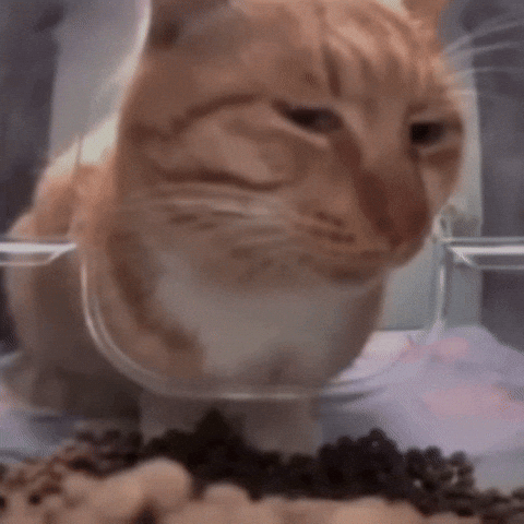 Random cat loading animation